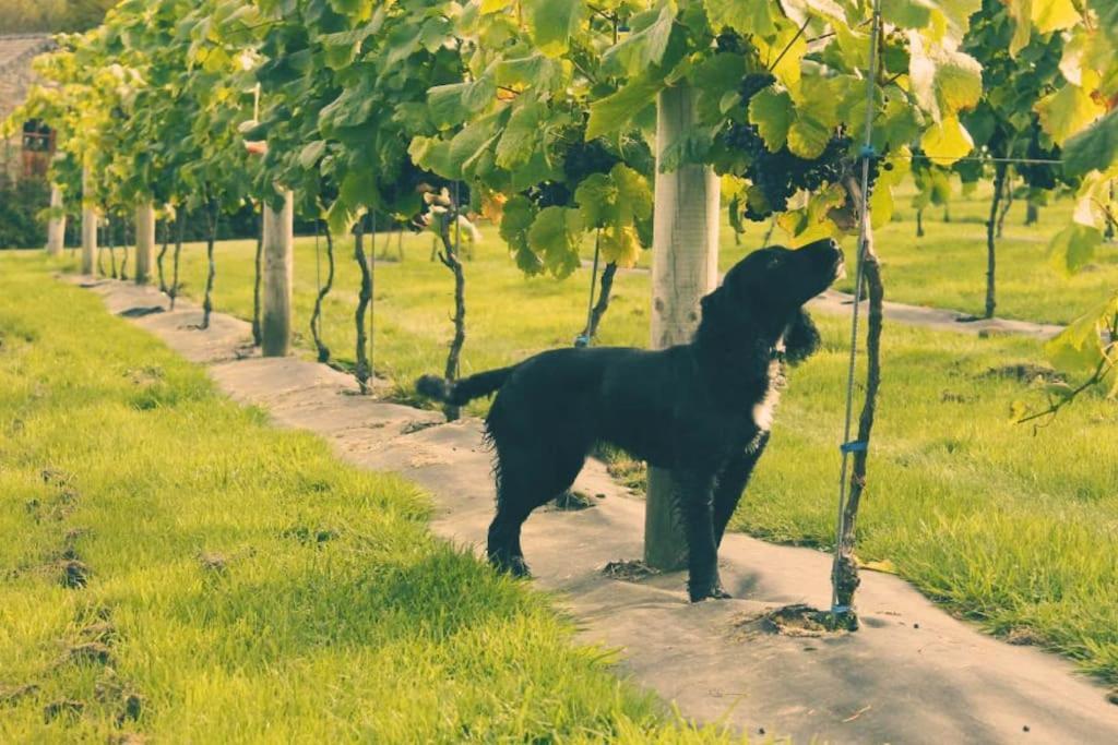 Vineyard Country Cottage Llanerch-Aeron 外观 照片